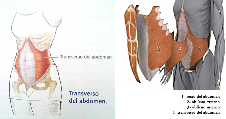 ransversus abdominis.png