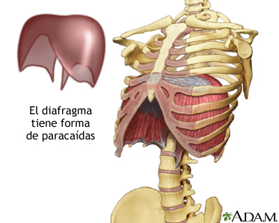 qué es el diafragma