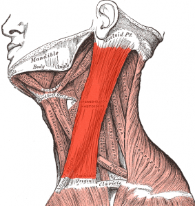 ¿Qué es y cómo tratar la tortícolis muscular congénita?